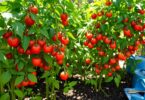 Comment faire pousser des tomates rapidement et obtenir de grosses récoltes
