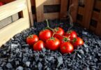 Conserver les tomates dans la cendre : une technique traditionnelle