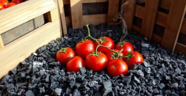 Conserver les tomates dans la cendre : une technique traditionnelle