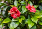 Feuilles et fleurs d'hibiscus : bienfaits et utilisations maison