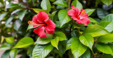 Feuilles et fleurs d'hibiscus : bienfaits et utilisations maison