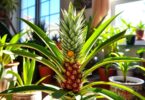 Les avantages de la culture d'un ananas à la maison et comment en faire pousser