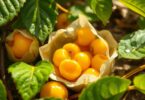 Les avantages et les utilisations remarquables de Physalis peruviana Goldenberry