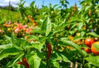 Les bienfaits des feuilles de piment : informations culinaires