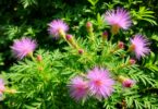 Les bienfaits digestifs du Mimosa Pudica : un nettoyant intestinal naturel
