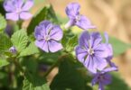 Mauve naine (Malva neglecta) : une mine d'avantages et d'utilisations pour la sa