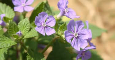 Mauve naine (Malva neglecta) : une mine d'avantages et d'utilisations pour la sa