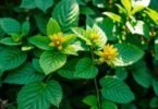 Phyllanthus niruri (Brise-pierre) : une plante miracle avec 25 bienfaits