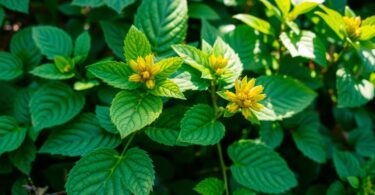 Phyllanthus niruri (Brise-pierre) : une plante miracle avec 25 bienfaits