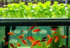 Un guide complet sur l'aquaponie : cultiver des plantes et élever des poissons