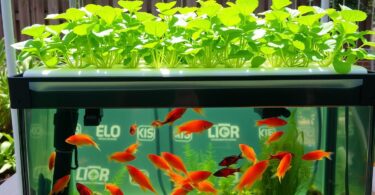 Un guide complet sur l'aquaponie : cultiver des plantes et élever des poissons